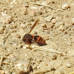 Eumeninae (subfamily) at Fyshwick, ACT - 1 Mar 2019 02:15 PM