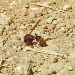 Eumeninae (subfamily) at Fyshwick, ACT - 1 Mar 2019 02:15 PM