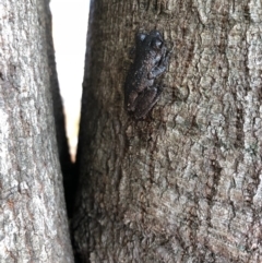 Litoria peronii (Peron's Tree Frog, Emerald Spotted Tree Frog) at Bega River Bioblitz - 16 Oct 2018 by JackieLambert