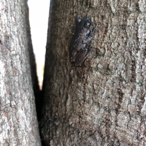 Litoria peronii at Bega, NSW - 16 Oct 2018 03:23 PM