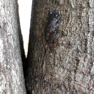 Litoria peronii (Peron's Tree Frog, Emerald Spotted Tree Frog) at Bega River Bioblitz - 16 Oct 2018 by Jackie Lambert