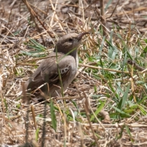 Certhionyx variegatus at Tharwa, ACT - 10 Feb 2019