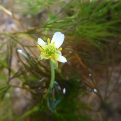 Ranunculus trichophyllus at Rendezvous Creek, ACT - 24 Feb 2019 by RWPurdie