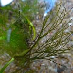 Ranunculus trichophyllus at Rendezvous Creek, ACT - 24 Feb 2019 12:00 AM