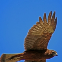 Circus approximans (Swamp Harrier) at Fyshwick, ACT - 1 Mar 2019 by RodDeb