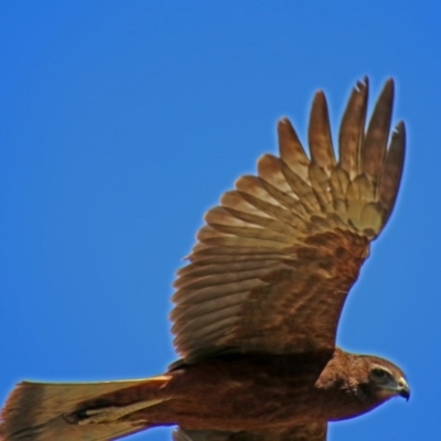 Circus approximans (Swamp Harrier) at Fyshwick, ACT - 1 Mar 2019 by RodDeb