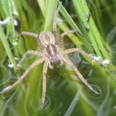 Dolomedes sp. (genus) (Fishing spider) at Spence, ACT - 2 Mar 2019 by Laserchemisty