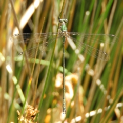 Synlestes weyersii (Bronze Needle) at Cotter River, ACT - 24 Feb 2019 by MatthewFrawley