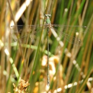 Synlestes weyersii at Cotter River, ACT - 24 Feb 2019 01:16 PM