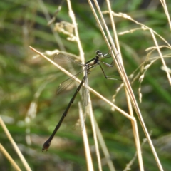 Synlestes weyersii at Cotter River, ACT - 24 Feb 2019