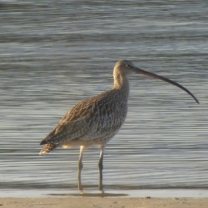 Numenius madagascariensis at Bermagui, NSW - 26 Feb 2019