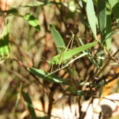 Polichne sp. (genus) (Small Grassland Katydid) at Cotter River, ACT - 24 Feb 2019 by MatthewFrawley