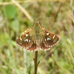 Atkinsia dominula (Two-brand grass-skipper) at Paddys River, ACT - 24 Feb 2019 by MatthewFrawley