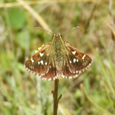 Atkinsia dominula (Two-brand grass-skipper) at Namadgi National Park - 24 Feb 2019 by MatthewFrawley