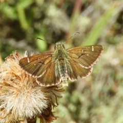 Atkinsia dominula at Paddys River, ACT - 24 Feb 2019