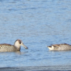 Malacorhynchus membranaceus (Pink-eared Duck) at Bega, NSW - 19 Sep 2018 by Jackie Lambert