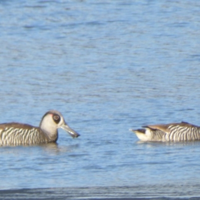 Malacorhynchus membranaceus (Pink-eared Duck) at Bega, NSW - 19 Sep 2018 by JackieLambert