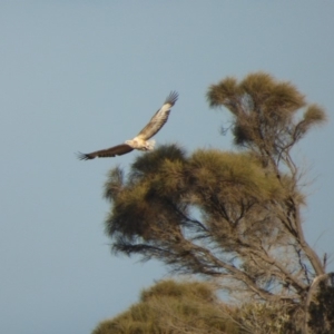 Haliaeetus leucogaster at Bermagui, NSW - 28 Jul 2018