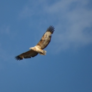 Haliaeetus leucogaster at Bermagui, NSW - 28 Jul 2018 02:56 PM