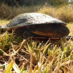 Chelodina longicollis (Eastern Long-necked Turtle) at Bermagui, NSW - 25 Aug 2018 by Jackie Lambert