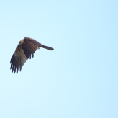 Haliastur sphenurus (Whistling Kite) at Bermagui, NSW - 27 Jul 2018 by JackieLambert