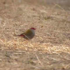 Neochmia temporalis (Red-browed Finch) at Bermagui, NSW - 26 Jul 2018 by JackieLambert