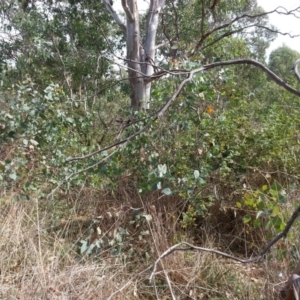 Rosa sp. at Watson, ACT - 28 Feb 2019