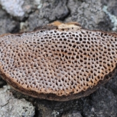 Phaeotrametes decipiens (A Polypore) at Mogareeka, NSW - 1 Mar 2019 by Teresa