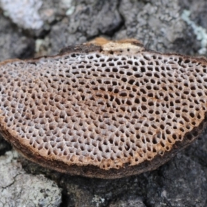 Phaeotrametes decipiens at Mogareeka, NSW - 2 Mar 2019