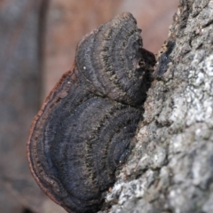 Phaeotrametes decipiens at Mogareeka, NSW - 2 Mar 2019