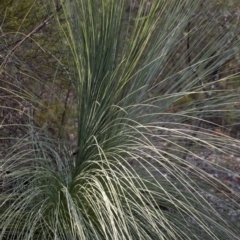 Xanthorrhoea glauca subsp. angustifolia (Grey Grass-tree) at Wee Jasper, NSW - 2 Mar 2019 by JudithRoach