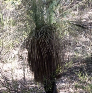 Xanthorrhoea glauca subsp. angustifolia at Wee Jasper, NSW - 2 Mar 2019