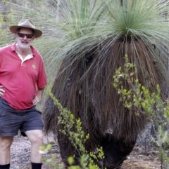 Xanthorrhoea glauca subsp. angustifolia at Wee Jasper, NSW - suppressed