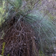 Xanthorrhoea glauca subsp. angustifolia at Wee Jasper, NSW - 2 Mar 2019