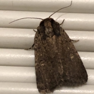 Proteuxoa provisional species 2 at Monash, ACT - 2 Mar 2019 10:35 PM