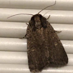 Proteuxoa nycteris (A Noctuid moth) at Monash, ACT - 2 Mar 2019 by jackQ