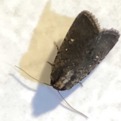 Proteuxoa provisional species 2 at Monash, ACT - 2 Mar 2019 10:35 PM