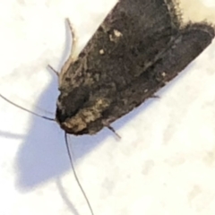 Proteuxoa provisional species 2 at Monash, ACT - 2 Mar 2019