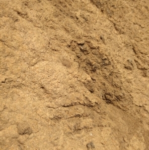 Varanus sp. (genus) at Lake George, NSW - suppressed