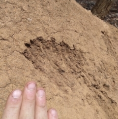 Varanus sp. (genus) at Lake George, NSW - suppressed