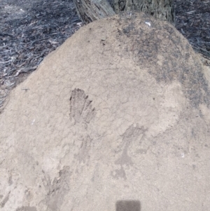 Varanus sp. (genus) at Lake George, NSW - suppressed