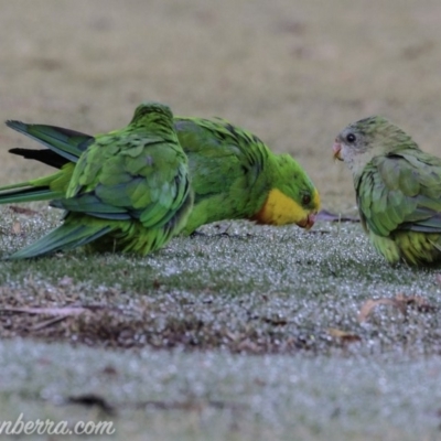 Polytelis swainsonii (Superb Parrot) at Red Hill, ACT - 23 Feb 2019 by BIrdsinCanberra