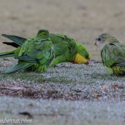 Polytelis swainsonii (Superb Parrot) at Red Hill, ACT - 24 Feb 2019 by JonSteinbeck