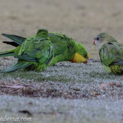 Polytelis swainsonii (Superb Parrot) at Red Hill, ACT - 24 Feb 2019 by BIrdsinCanberra