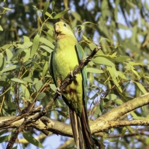 Polytelis swainsonii at Red Hill, ACT - 24 Feb 2019