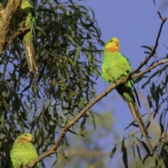 Polytelis swainsonii at Red Hill, ACT - 24 Feb 2019