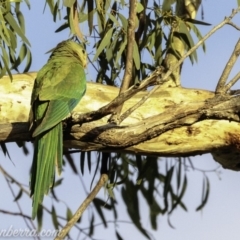 Polytelis swainsonii at Red Hill, ACT - 24 Feb 2019