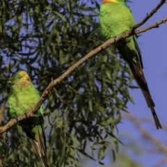 Polytelis swainsonii at Red Hill, ACT - 24 Feb 2019