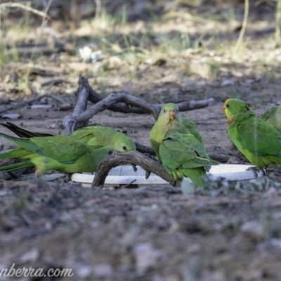 Polytelis swainsonii (Superb Parrot) at Hughes, ACT - 24 Feb 2019 by JonSteinbeck