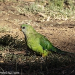 Polytelis swainsonii (Superb Parrot) at Hughes Garran Woodland - 23 Feb 2019 by BIrdsinCanberra